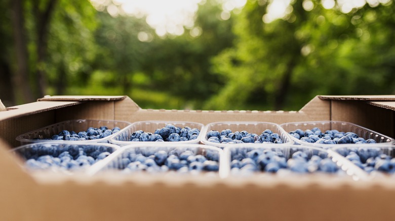 Crates of blueberries