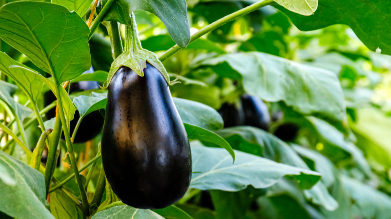 eggplant growing on vine