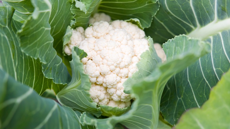 fresh cauliflower growing in garden