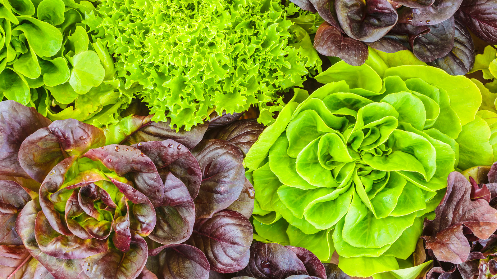 So many salad greens, so little time! With so many varieties in