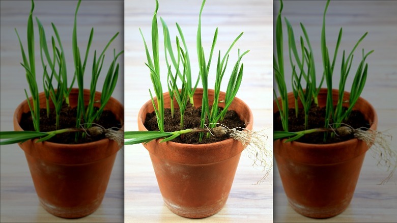 garlic sprouting in pot