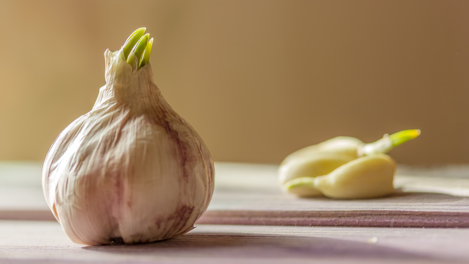 Hardneck Garlic vs. Softneck Garlic - Simply Garlic