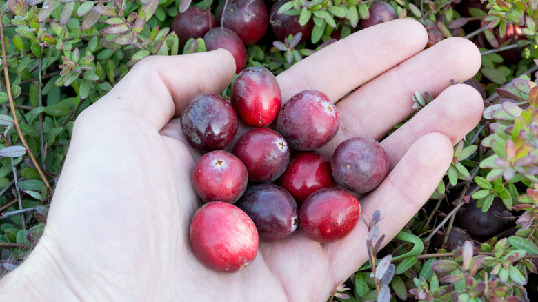 fresh cranberries in hand