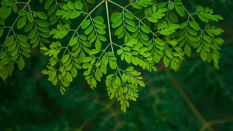 moringa leaves on plant