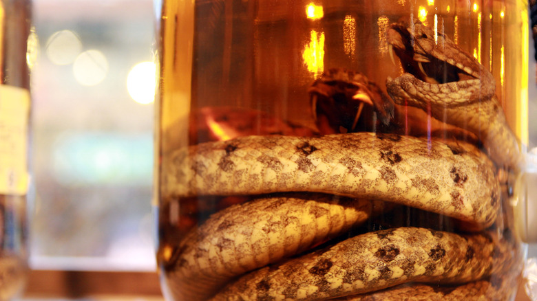 close up of snake in whiskey