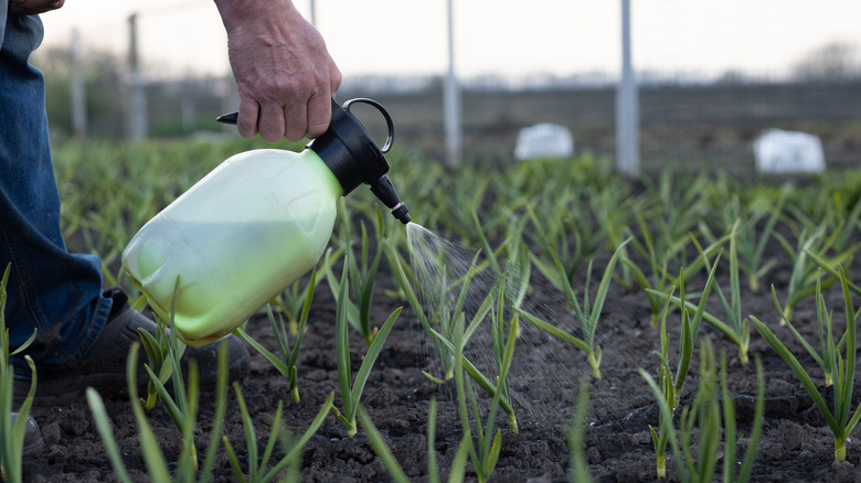 spraying liquid fertilizer on crops