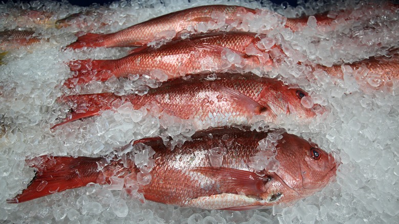 red snapper fish on ice