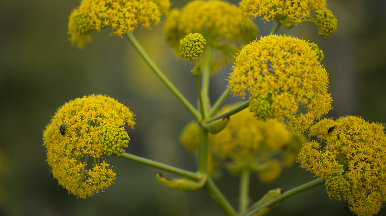 ferula plant