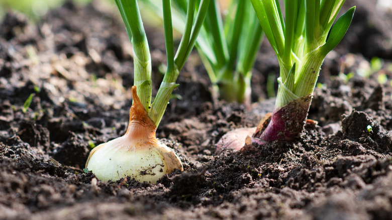 Onions growing in field