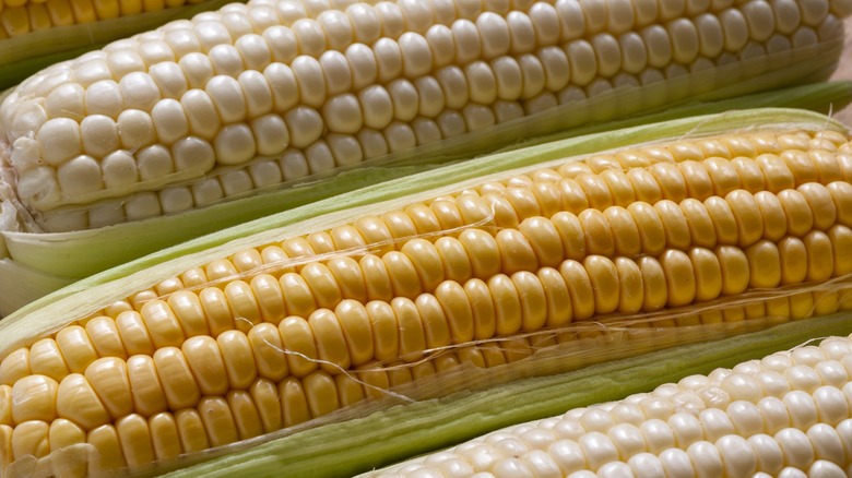 yellow and white corn