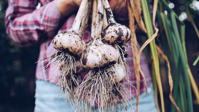 Farmer holding freshly-harvested garlic