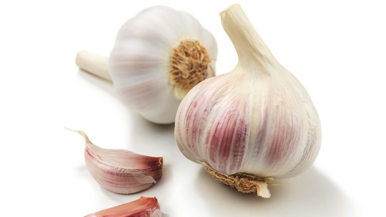 American garlic bulbs with roots