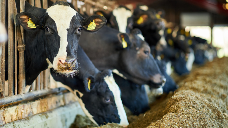 Industrial beef cattle in feed lot