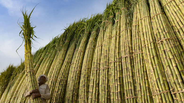 Pakistani farmer carrying sugar cane