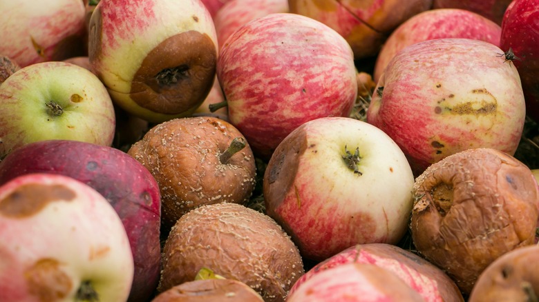 Assortment of rotting apples