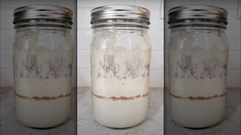 sourdough starter with hooch