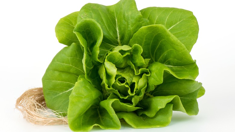 Head of bibb lettuce