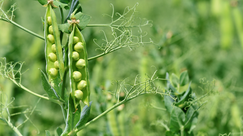 fresh pea growing