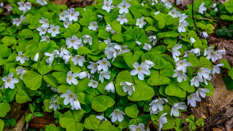 Wood sorrel in the forest