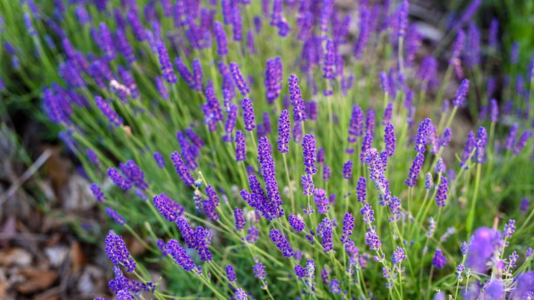 lavender flowers