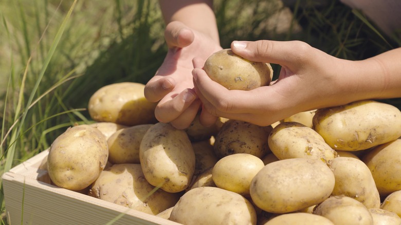 Man holding potato 