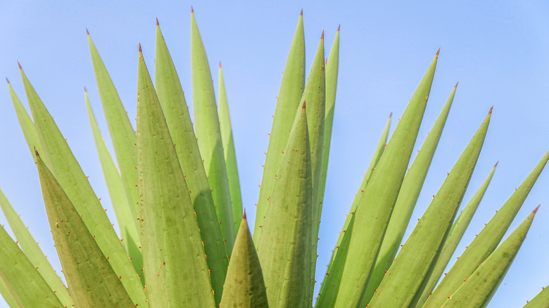 Close-up of a blue weber agave plant