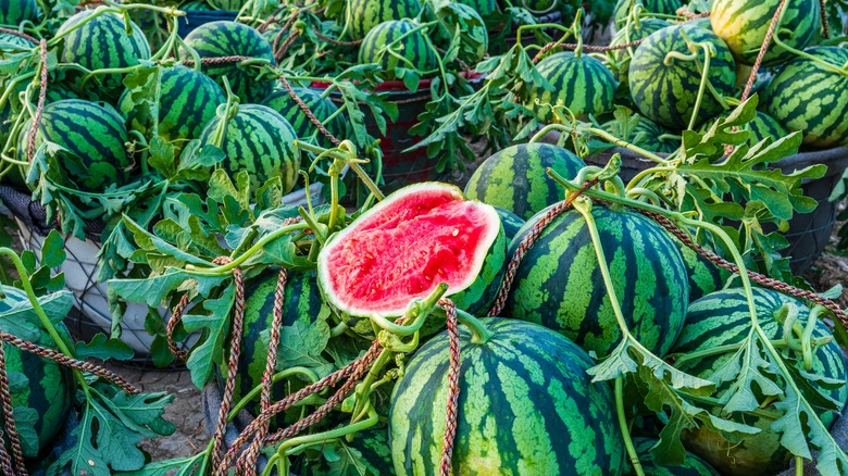 Cut watermelon among a patch