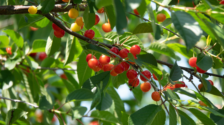 more cherries on branch 