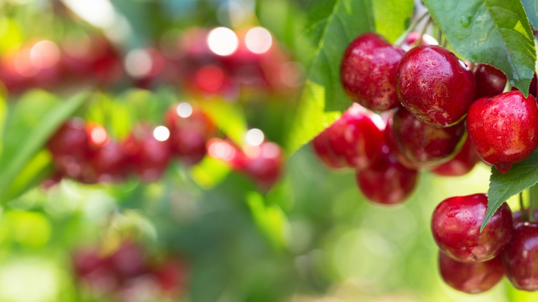 cherries on a branch 