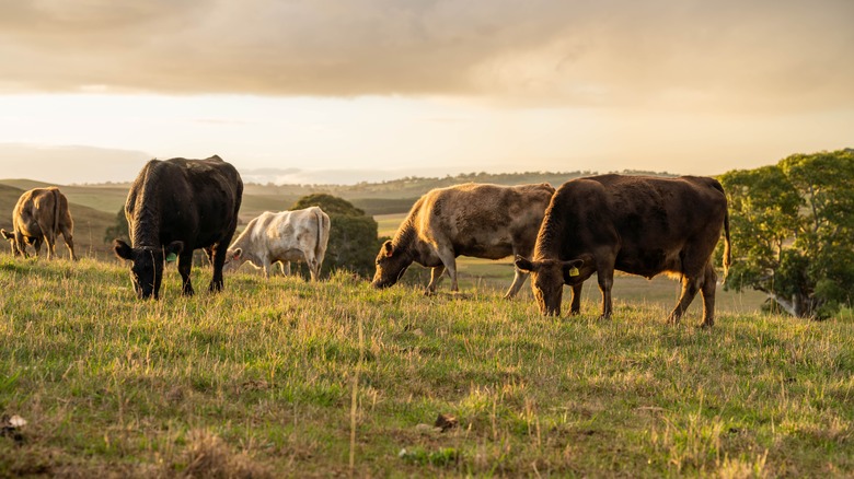 cows eating grass in field