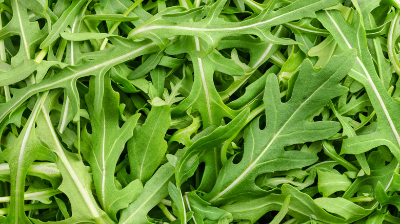 Pile of fresh, raw arugula