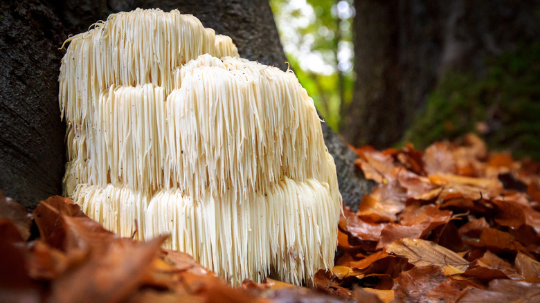 Lion's mane mushroom in forest