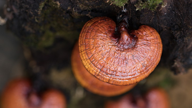 Reishi mushroom on tree