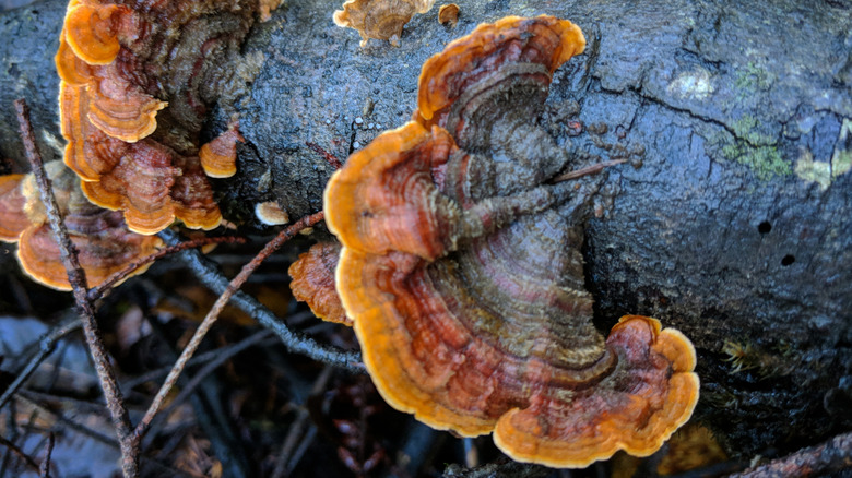 Turkey's tail mushrooms on log