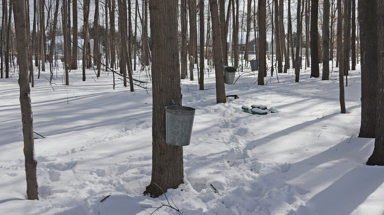 A forest of maple trees with taps and buckets in the snow