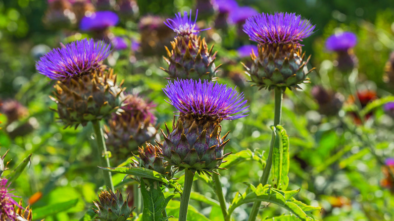 Cardoon plants in field