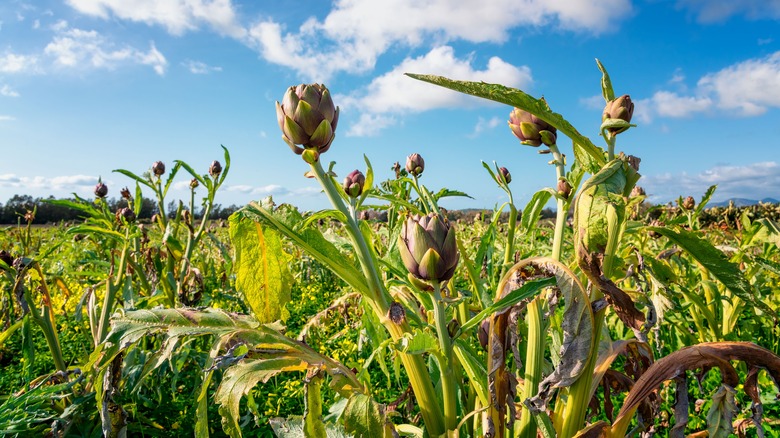 Artichoke plants in field