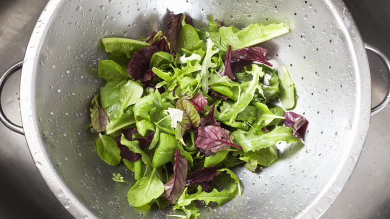 Fresh lettuce in colander