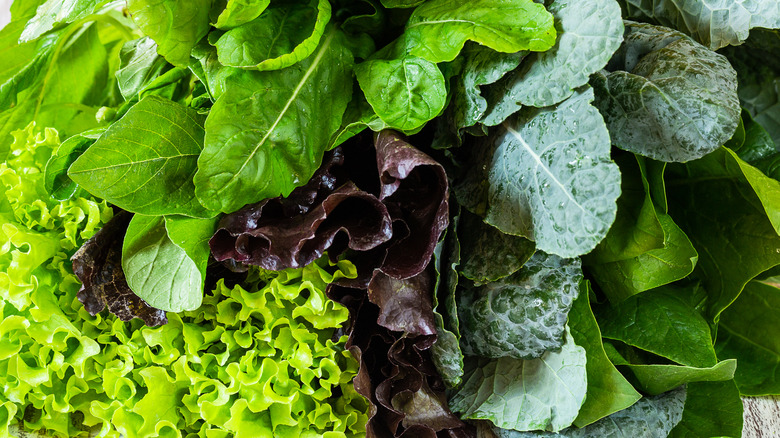 Variety of leafy greens 