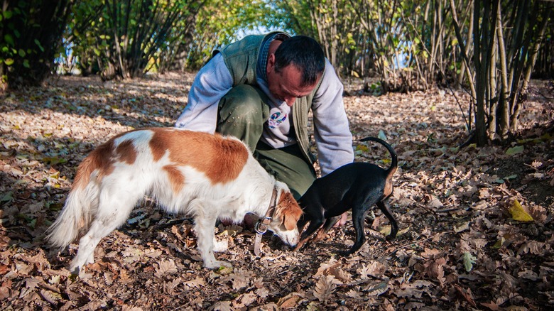 Truffle hunter in woods with two dogs