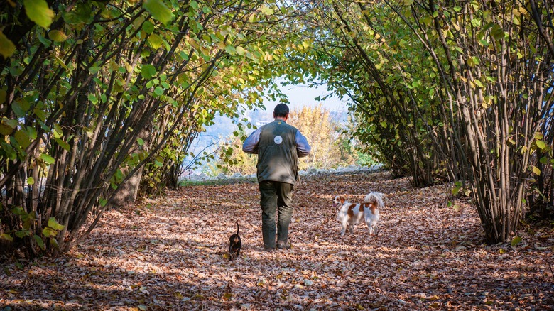 Truffle hunter in Alba, Italy