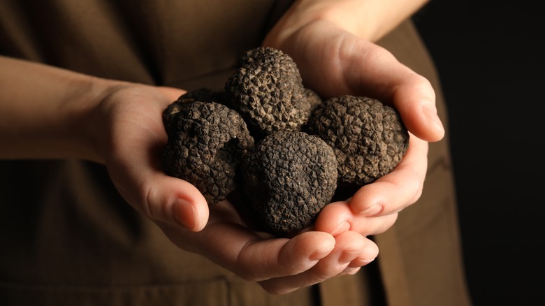 Hands holding black truffles