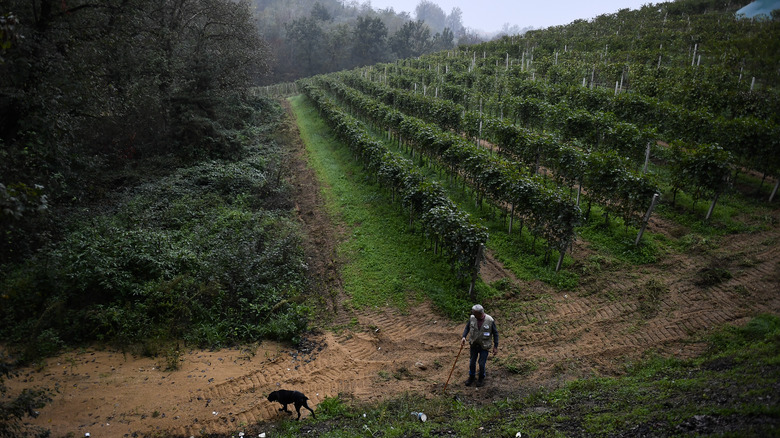 Truffle hunter in vineyard in Piedmont