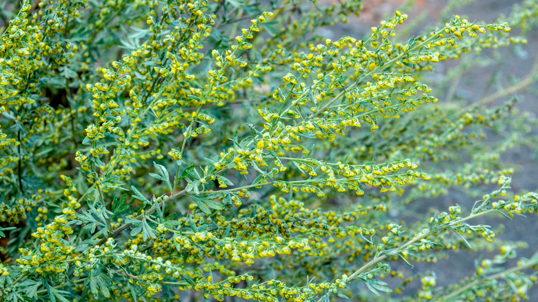 Wormwood leaves and flowers