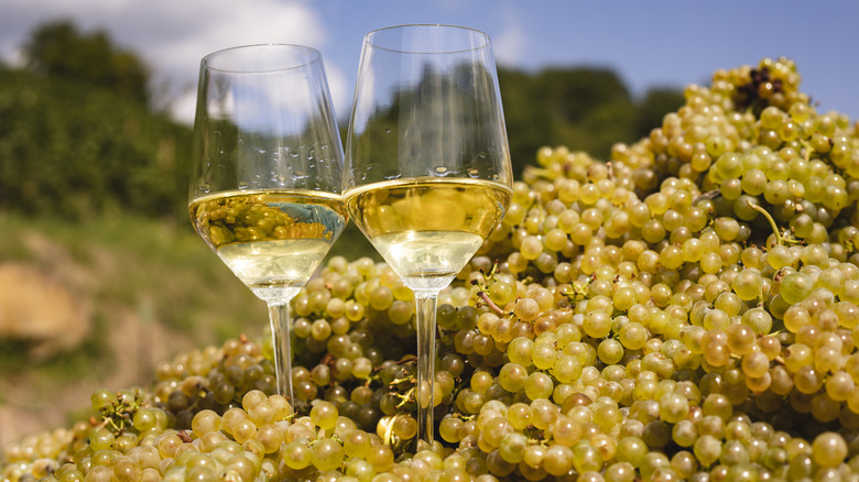 Two glasses of chardonnay surrounded by grapes in a vineyard