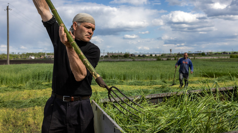 Ukrainian farmers cutting grain 