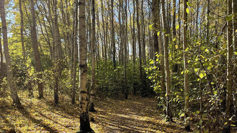 Cinnamon trees