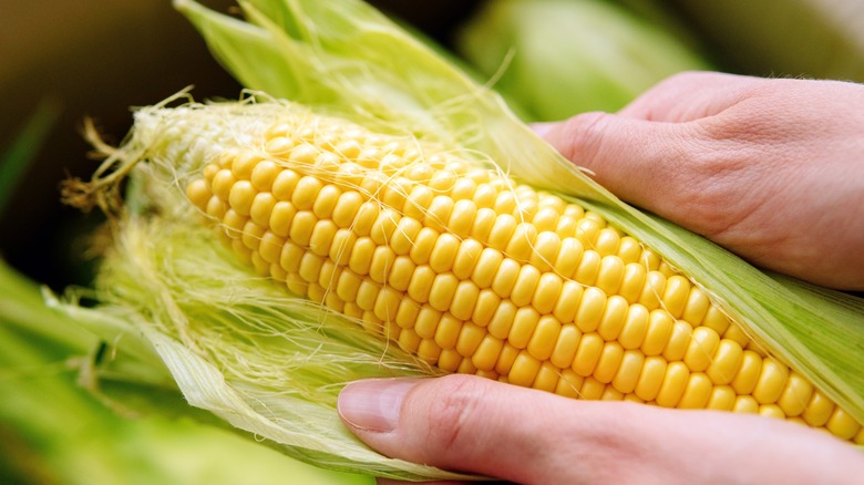 hands holding corn