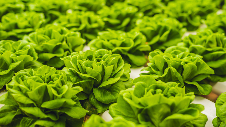 Growing butter lettuce 