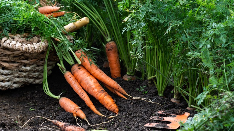 carrots being harvested